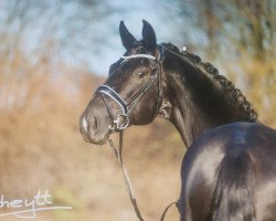 dressage horse VanThom (Oldenburger, 2012, from Vitalis)