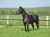 broodmare Rainbow Grace (German Riding Pony, 2014, from Valido's Highlight)