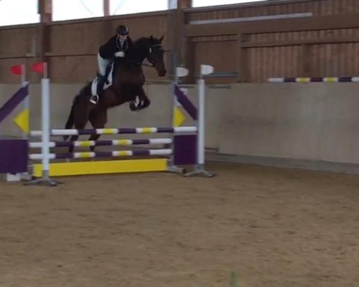 jumper Le Don (German Sport Horse, 2012, from Lyjanero)