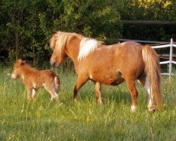 horse Isarons Fleur Eclipsa (Shetland Pony, 2017, from Eclipse van d'Eul)