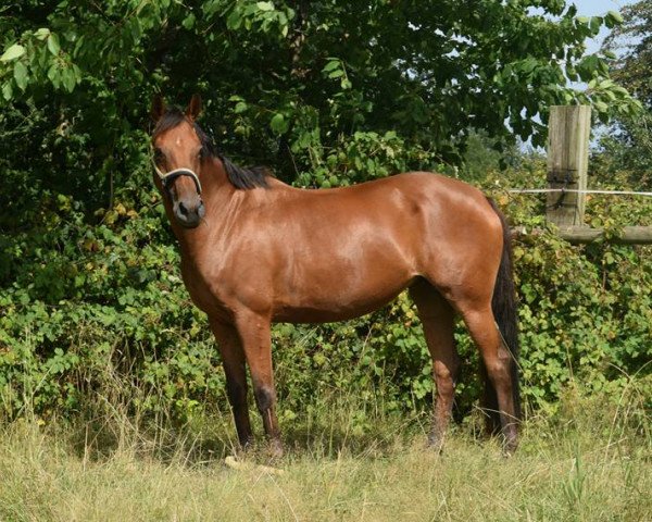 jumper Le Coco (Hanoverian, 2005, from Lauries Crusador xx)