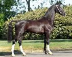 stallion Delviro HBC (KWPN (Royal Dutch Sporthorse), 2008, from Vulcano)