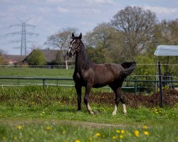 Pferd Katinka van de Egberdina Hoeve (KWPN (Niederländisches Warmblut), 2015, von Delviro HBC)