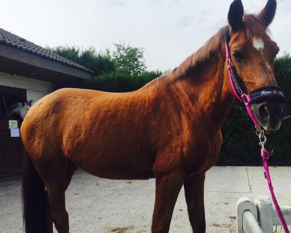 Pferd Kooihuster (Welsh Pony (Sek.B),  )