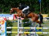 jumper Chacco Brown (German Sport Horse, 2009, from Chacco-Blue)