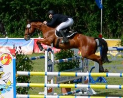 jumper Chacco Brown (German Sport Horse, 2009, from Chacco-Blue)