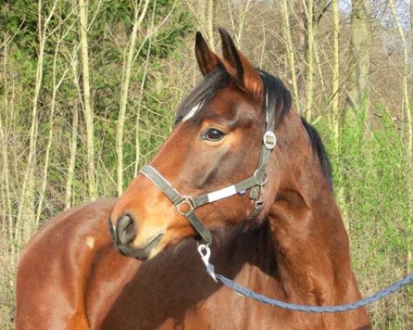 broodmare Elfenherz (Oldenburg, 2012, from Sir Donnerhall I)