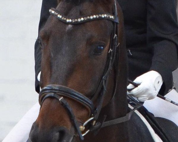 Dressurpferd Quentin B (Deutsches Reitpferd, 2008, von Quaterback)