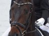 dressage horse Quentin B (German Warmblood, 2008, from Quaterback)