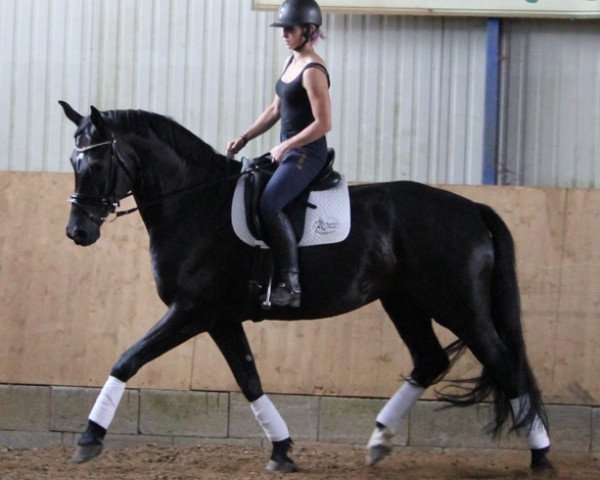 Dressurpferd Havanna Royal 4 (Württemberger, 2009, von Hibiskus)