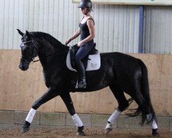 dressage horse Havanna Royal 4 (Württemberger, 2009, from Hibiskus)