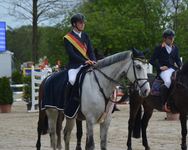 jumper Cudieblue (KWPN (Royal Dutch Sporthorse), 2007, from Mr Blue)
