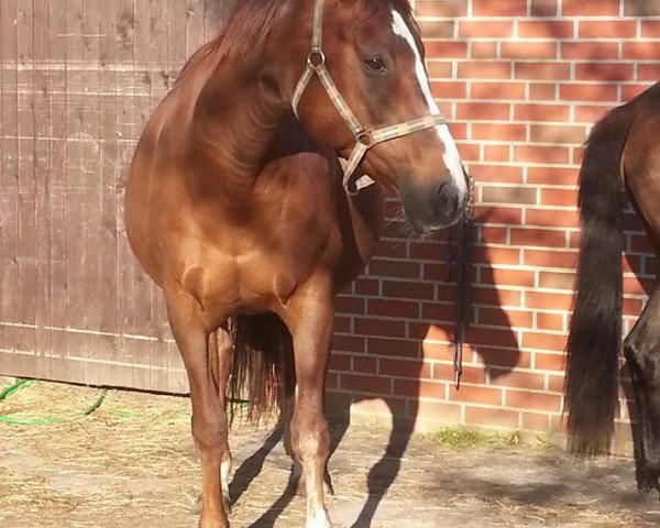 dressage horse Wenja Lustig (Hanoverian, 2005, from Wishing Luck)