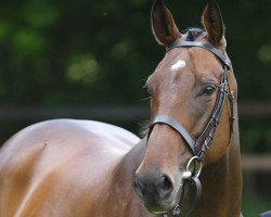 jumper Leonado nd. (Hanoverian, 2012, from Leon)