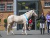 stallion HAB Grand Couleur (Arab half breed / Partbred, 2011, from Klepholms Ikarios)