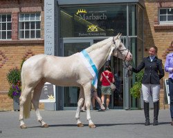 Deckhengst HAB Grand Couleur (Arabisches Halbblut / Partbred, 2011, von Klepholms Ikarios)