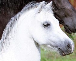 Pferd Menai Silver Stranger (Welsh Mountain Pony (Sek.A), 2005, von Knolton Daylight)