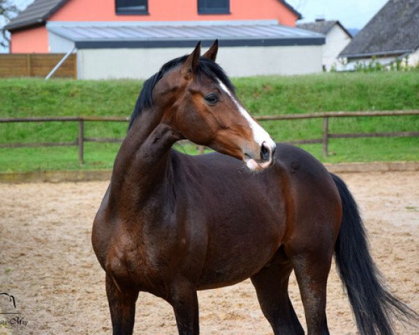 dressage horse Dinoso 5 (Hanoverian, 2013, from Diamond Hit)