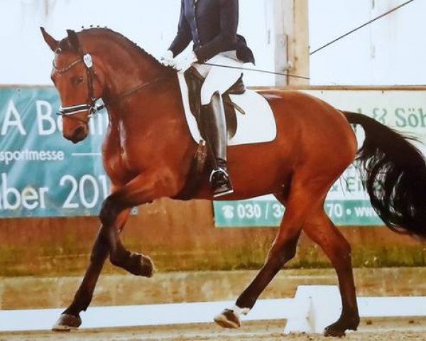 dressage horse Asterix 660 (Oldenburg, 2011, from DSP Araldik)