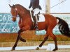 dressage horse Asterix 660 (Oldenburg, 2011, from DSP Araldik)