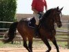 dressage horse Roulette 130 (Bavarian, 2007, from Lancerto)