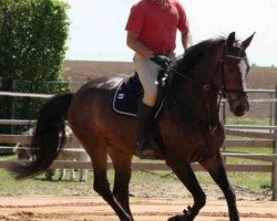 dressage horse Roulette 130 (Bavarian, 2007, from Lancerto)