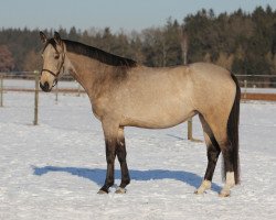 Zuchtstute Rivière d'or (Schwedisches Warmblut, 2012, von Rausing 1233)