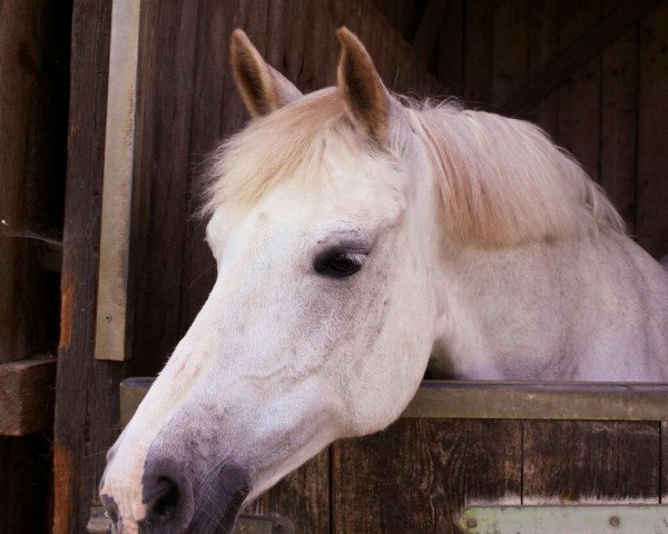 Dressurpferd Glory 20 (Haflinger-Mix, 1997)