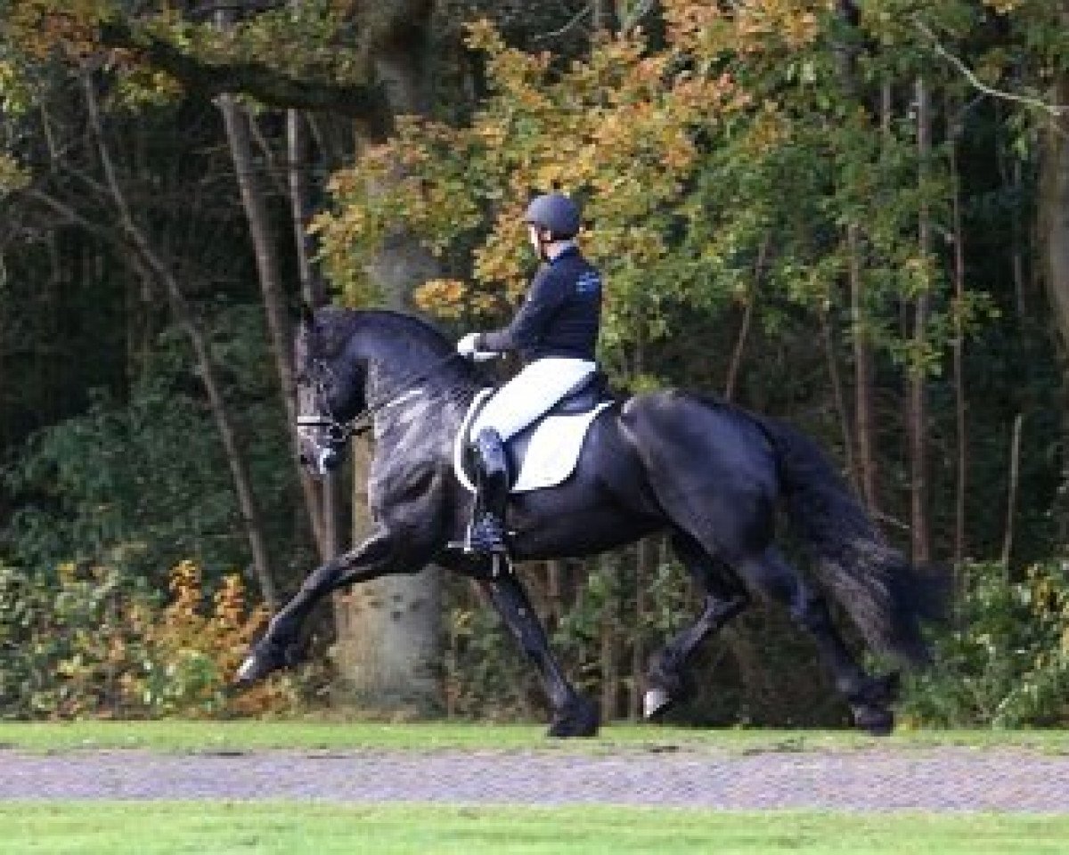 stallion Alke 468 (Friese, 2008, from Fabe 348)