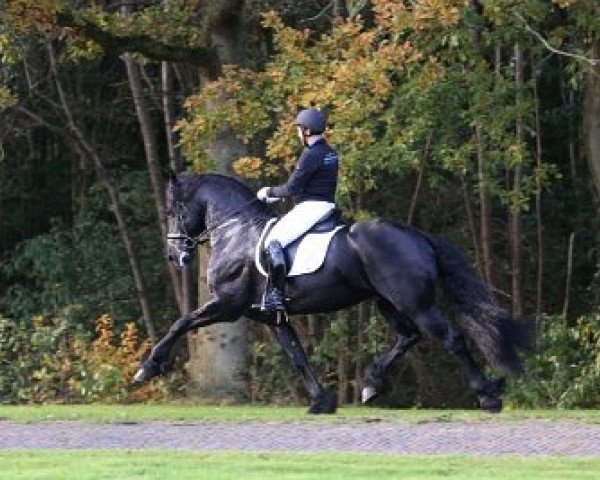 stallion Alke 468 (Friese, 2008, from Fabe 348)