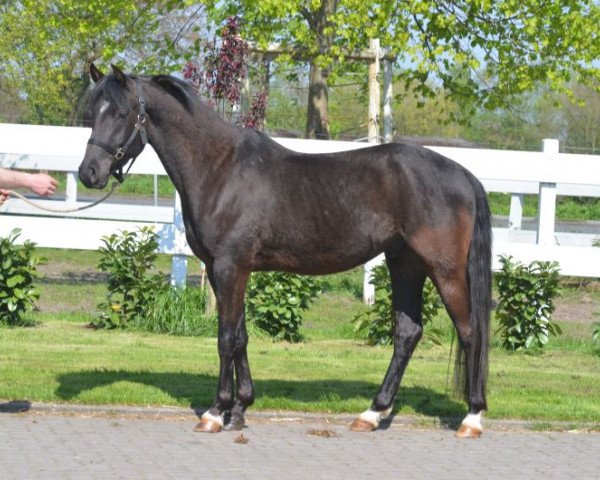 horse nmx (German Riding Pony, 2013)