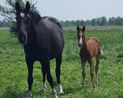 broodmare Emely S 2 (Hanoverian, 2004, from Escudo I)