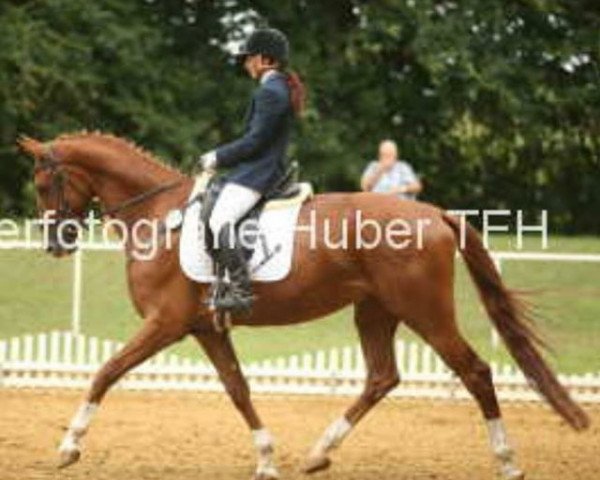 dressage horse Final Countdown 20 (Hanoverian, 2011, from Fuerst Rousseau)