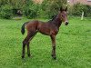 dressage horse Camilla HB (Westphalian, 2017, from Champagner)