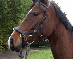 dressage horse Chefcoach (German Riding Pony, 2008, from FS Champion de Luxe)