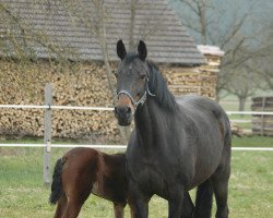 Zuchtstute Lyra (Württemberger, 1996, von Lysander)