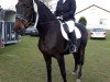 broodmare Polarnacht 9 (Trakehner, 2008, from Lafayette)