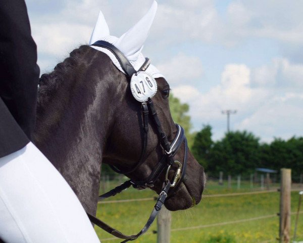 dressage horse Fräulein Toni (Cruzado-Espanol, 2012, from Domingo Salvadorena)