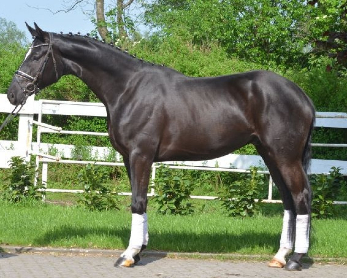 dressage horse Wallach von Don Index - Hohenstein (Hanoverian,  , from Don Index)