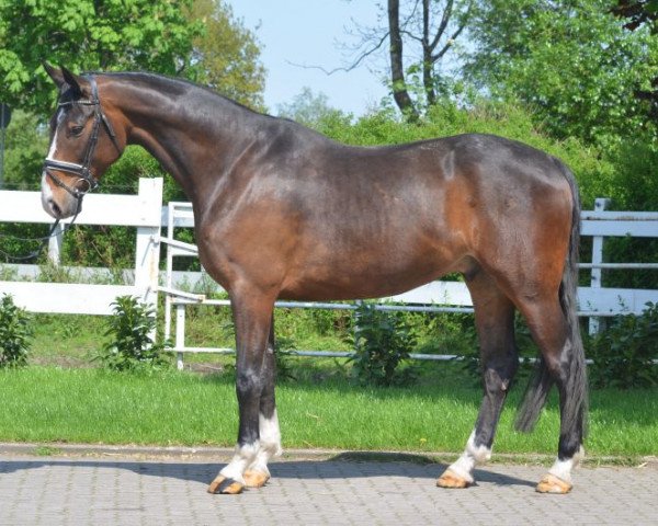 horse scl (Hanoverian, 2012)