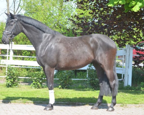 Pferd fnler (Hannoveraner, 2011)