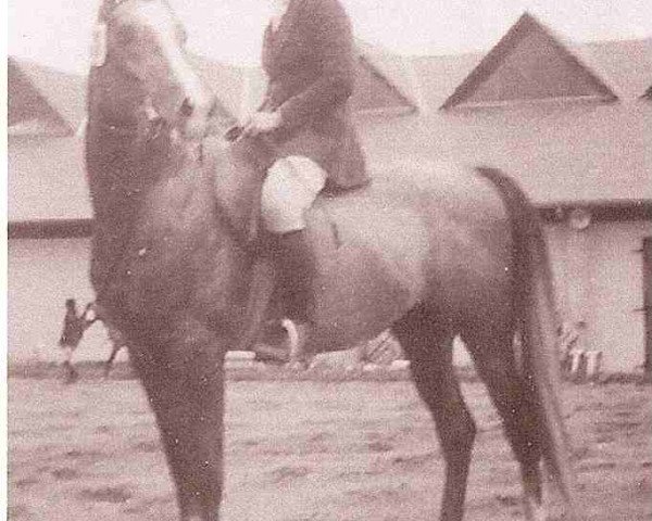 stallion Pandi ox (Arabian thoroughbred, 1972, from Neptun 1962 ox)