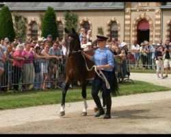 stallion Syrius de Mai (French Pony, 1984, from Pandi ox)