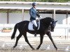 dressage horse Schweinsteiger EW (Württemberger, 2010, from Birkhof's Sirtaki)