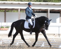 dressage horse Schweinsteiger EW (Württemberger, 2010, from Birkhof's Sirtaki)