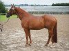 dressage horse Fidermeyer (Hanoverian, 2011, from Fiderstar)