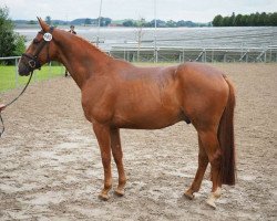 dressage horse Fidermeyer (Hanoverian, 2011, from Fiderstar)