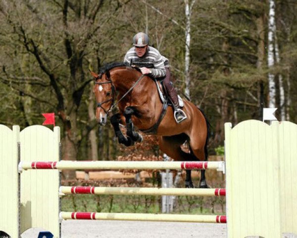 broodmare Aletta (KWPN (Royal Dutch Sporthorse), 2005, from Lupicor)