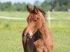 dressage horse Bellicio (Westphalian, 2017, from Callaho's Benicio)