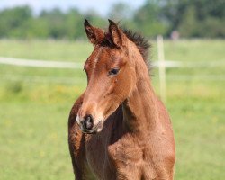 dressage horse Bellicio (Westphalian, 2017, from Callaho's Benicio)